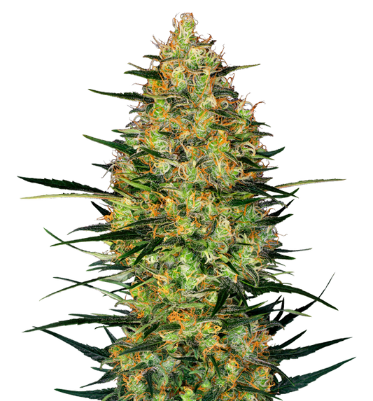 Cannabis clone for sale Minnesota –ZUYAQUI ( DOGWALKER X HORCHATA )