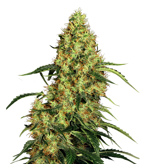 Cannabis clone for sale Minnesota –ZUYAQUI ( DOGWALKER X HORCHATA )
