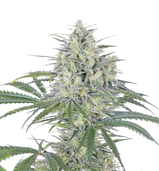 Cannabis clone for sale Minnesota –ZUYAQUI ( DOGWALKER X HORCHATA )