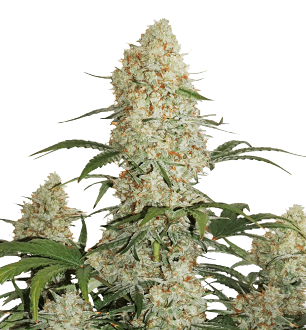 Cannabis clone for sale Minnesota –ZUYAQUI ( DOGWALKER X HORCHATA )