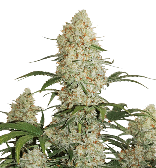 Cannabis clone for sale Minnesota –ZUYAQUI ( DOGWALKER X HORCHATA )