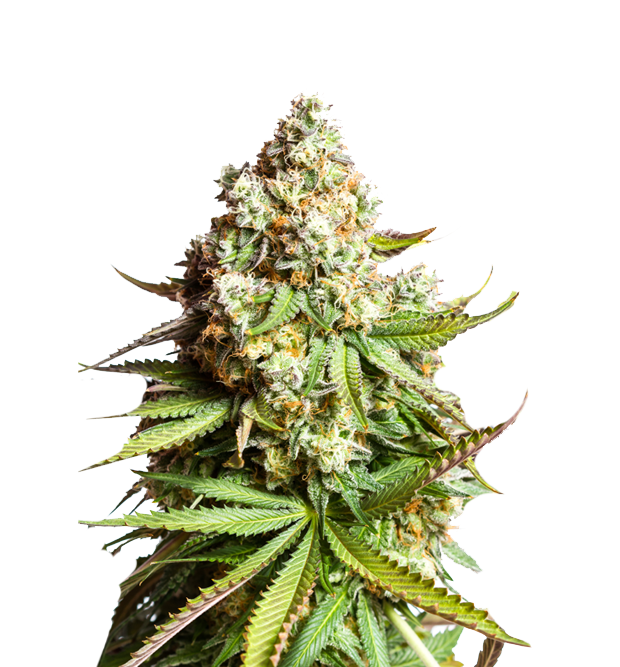 Cannabis clone for sale Minnesota –ZUYAQUI ( DOGWALKER X HORCHATA )