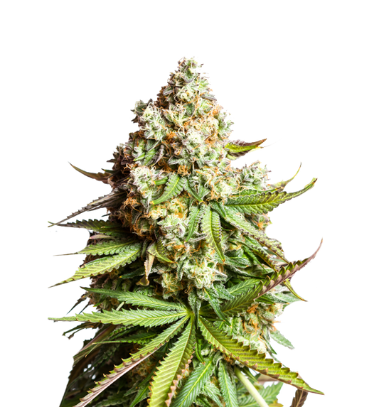 Cannabis clone for sale Minnesota –ZUYAQUI ( DOGWALKER X HORCHATA )