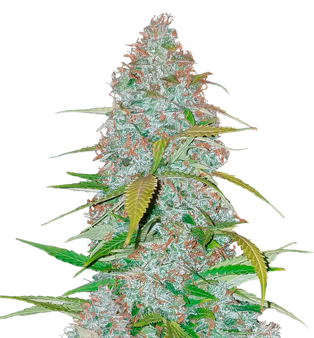 Cannabis clone for sale Minnesota –ZUYAQUI ( DOGWALKER X HORCHATA )