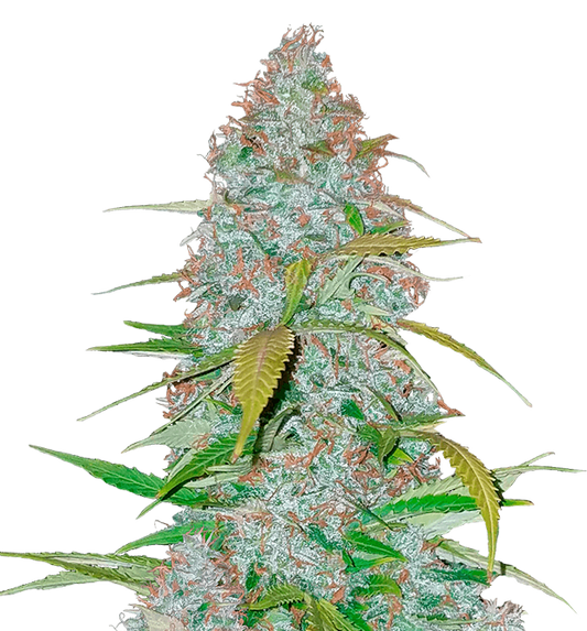 Cannabis clone for sale Minnesota –ZUYAQUI ( DOGWALKER X HORCHATA )