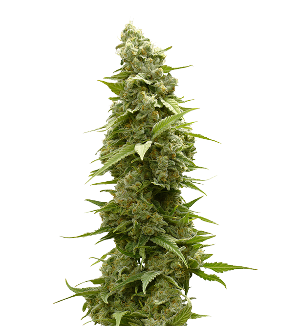 Cannabis clone for sale Minnesota –ZUYAQUI ( DOGWALKER X HORCHATA )