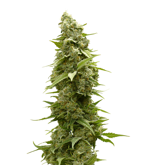 Cannabis clone for sale Minnesota –ZUYAQUI ( DOGWALKER X HORCHATA )