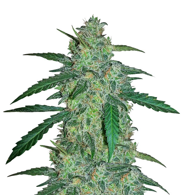 Cannabis clone for sale Minnesota –ZUYAQUI ( DOGWALKER X HORCHATA )