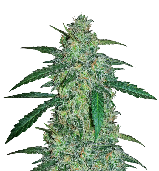 Cannabis clone for sale Minnesota –ZUYAQUI ( DOGWALKER X HORCHATA )