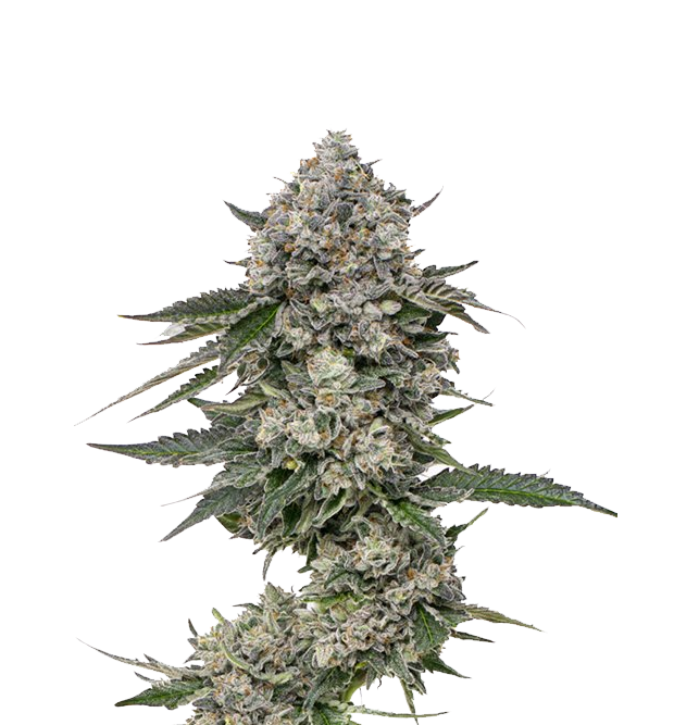Cannabis clone for sale Minnesota –ZUYAQUI ( DOGWALKER X HORCHATA )