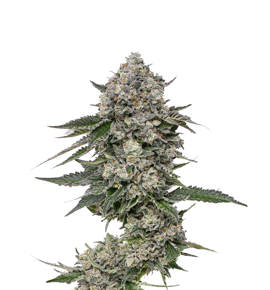 Cannabis clone for sale Minnesota –ZUYAQUI ( DOGWALKER X HORCHATA )