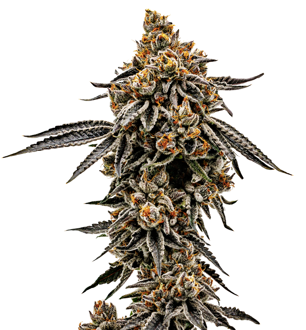 Cannabis clone for sale Minnesota –ZUYAQUI ( DOGWALKER X HORCHATA )