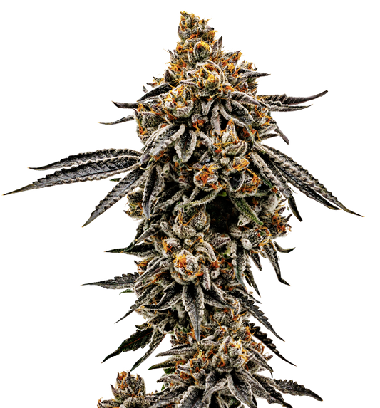 Cannabis clone for sale Minnesota –ZUYAQUI ( DOGWALKER X HORCHATA )