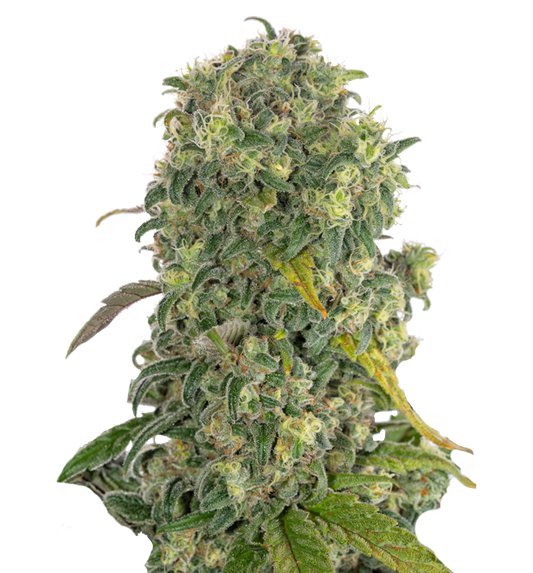 Cannabis clone for sale Minnesota –ZUYAQUI ( DOGWALKER X HORCHATA )