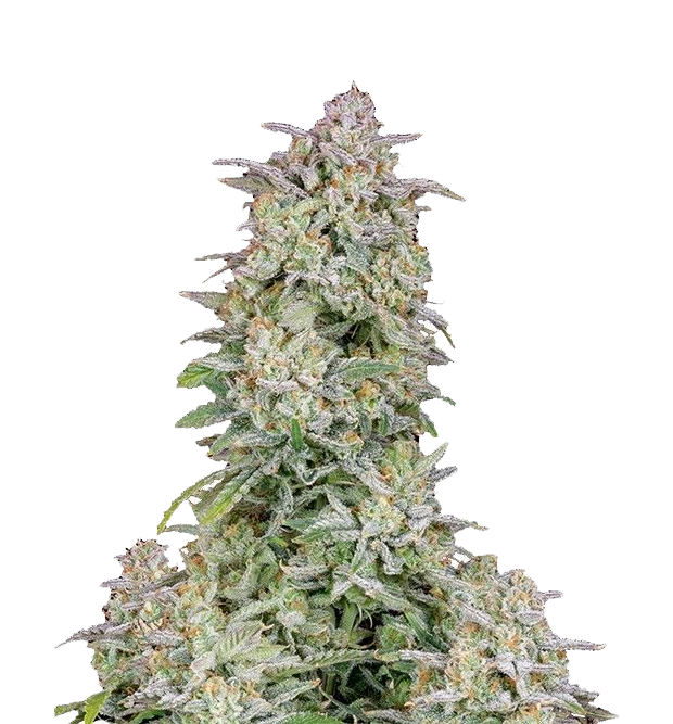 Cannabis clone for sale Minnesota –ZUYAQUI ( DOGWALKER X HORCHATA )
