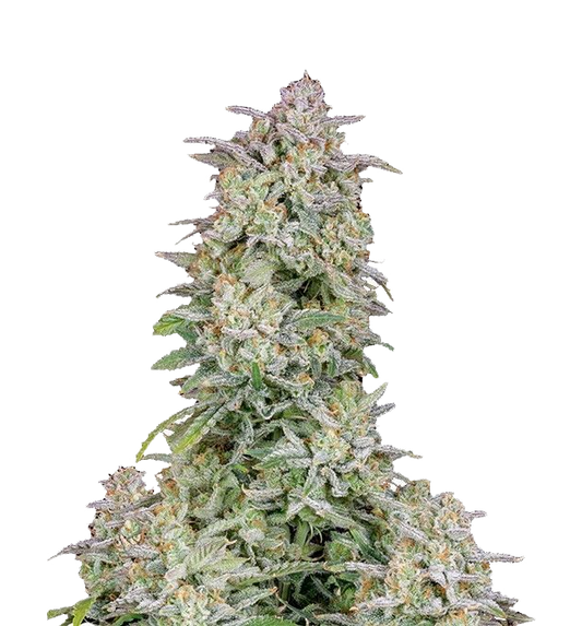 Cannabis clone for sale Minnesota –ZUYAQUI ( DOGWALKER X HORCHATA )