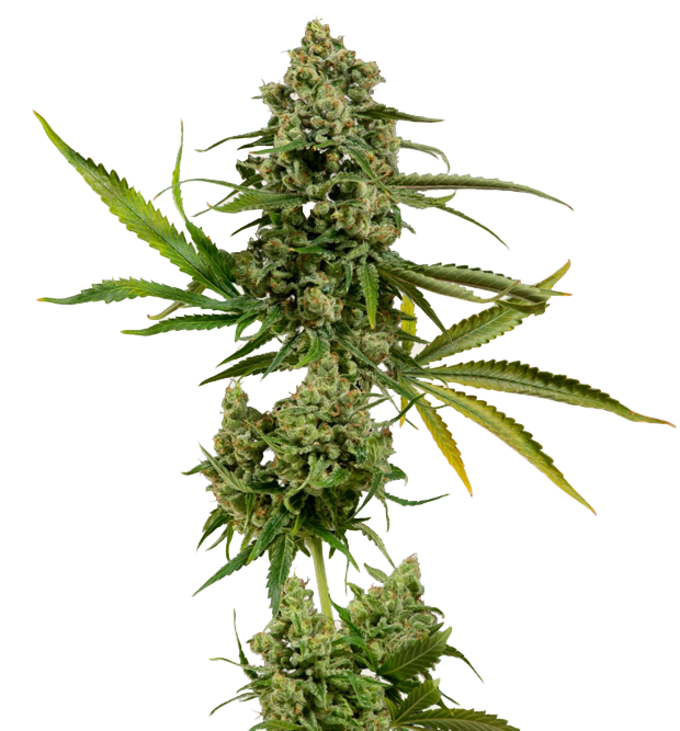 Cannabis clone for sale Minnesota –ZUYAQUI ( DOGWALKER X HORCHATA )