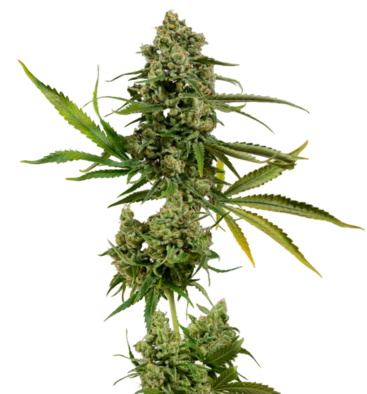 Cannabis clone for sale Minnesota –ZUYAQUI ( DOGWALKER X HORCHATA )