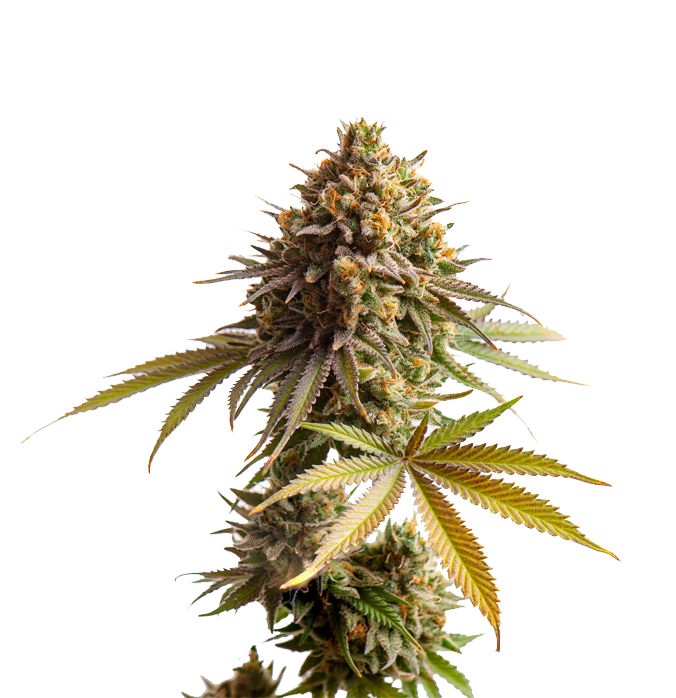 Cannabis clone for sale Minnesota –ZUYAQUI ( DOGWALKER X HORCHATA )