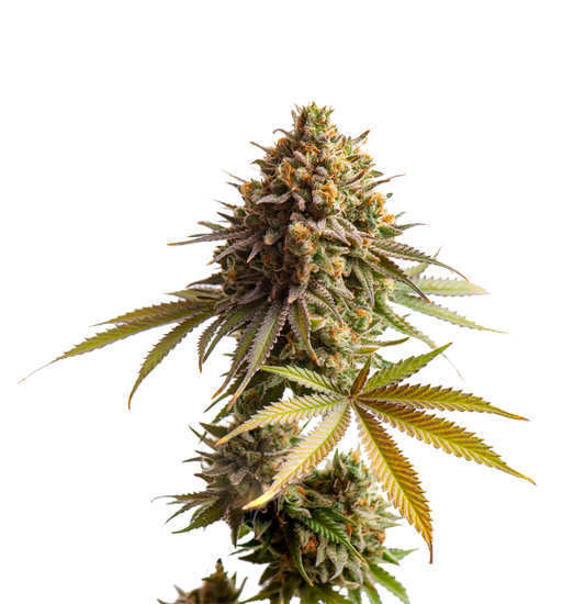 Cannabis clone for sale Minnesota –ZUYAQUI ( DOGWALKER X HORCHATA )