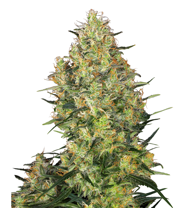Cannabis clone for sale Minnesota –ZUYAQUI ( DOGWALKER X HORCHATA )