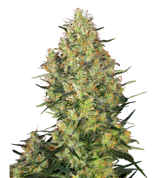 Cannabis clone for sale Minnesota –ZUYAQUI ( DOGWALKER X HORCHATA )