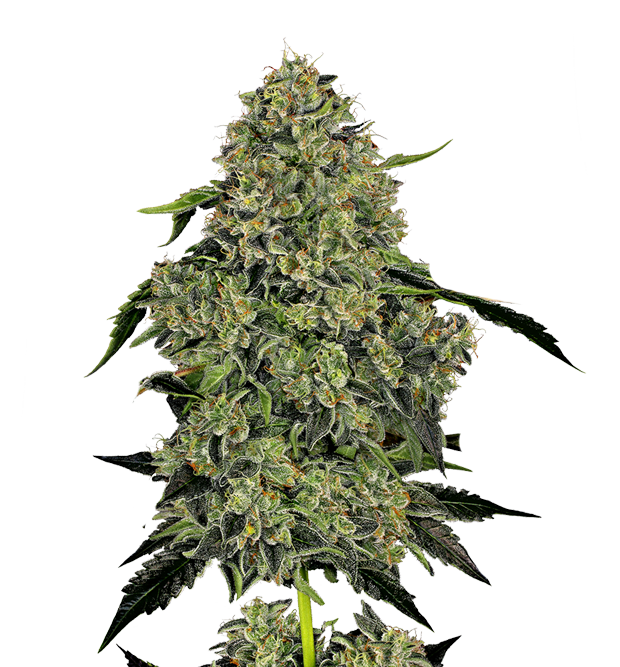 Cannabis clone for sale Minnesota –ZUYAQUI ( DOGWALKER X HORCHATA )
