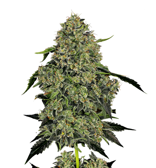 Cannabis clone for sale Minnesota –ZUYAQUI ( DOGWALKER X HORCHATA )