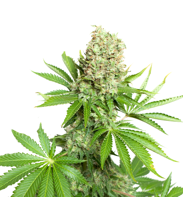 Cannabis clone for sale Minnesota –ZUYAQUI ( DOGWALKER X HORCHATA )
