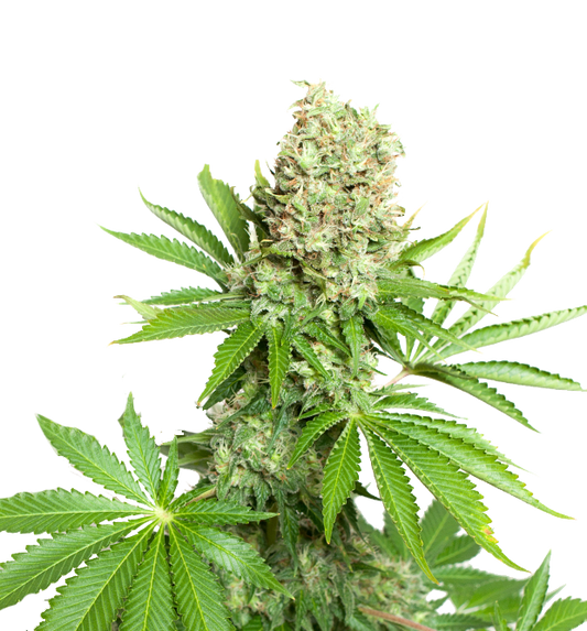 Cannabis clone for sale Minnesota –ZUYAQUI ( DOGWALKER X HORCHATA )