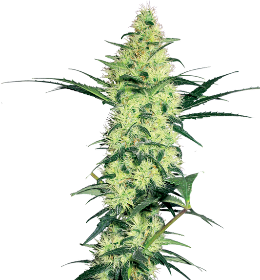 Cannabis clone for sale Minnesota –ZUYAQUI ( DOGWALKER X HORCHATA )