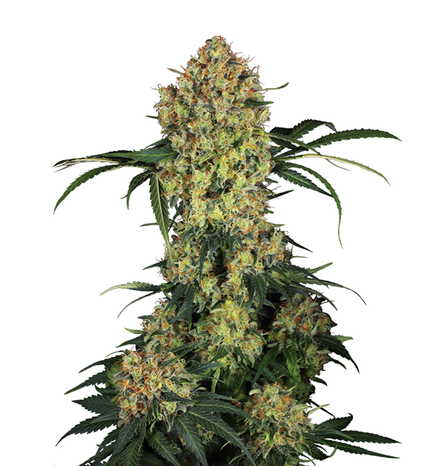 Cannabis clone for sale Minnesota –ZUYAQUI ( DOGWALKER X HORCHATA )