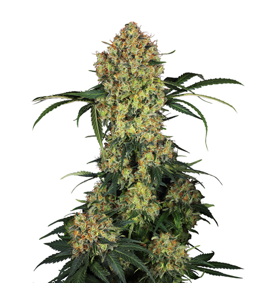 Cannabis clone for sale Minnesota –ZUYAQUI ( DOGWALKER X HORCHATA )