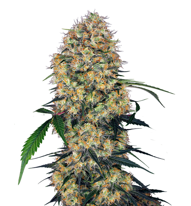 Cannabis clone for sale Minnesota –ZUYAQUI ( DOGWALKER X HORCHATA )