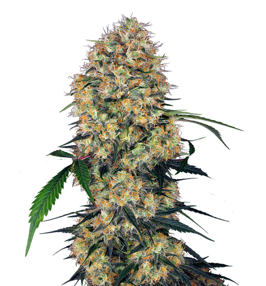 Cannabis clone for sale Minnesota –ZUYAQUI ( DOGWALKER X HORCHATA )