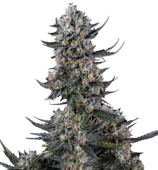 Cannabis clone for sale Minnesota –ZUYAQUI ( DOGWALKER X HORCHATA )