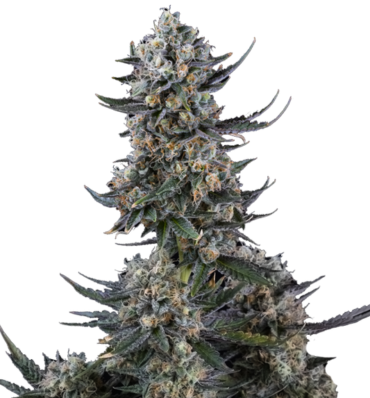 Cannabis clone for sale Minnesota –ZUYAQUI ( DOGWALKER X HORCHATA )