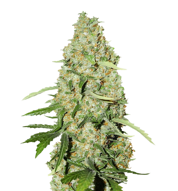 Cannabis clone for sale Minnesota –ZUYAQUI ( DOGWALKER X HORCHATA )