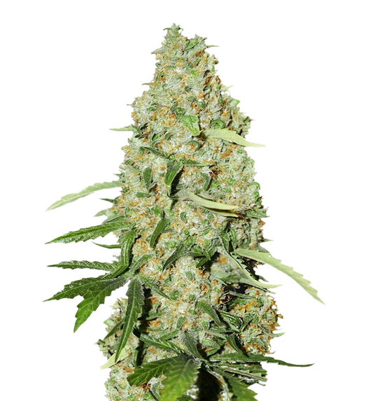 Cannabis clone for sale Minnesota –ZUYAQUI ( DOGWALKER X HORCHATA )
