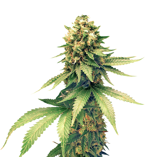 Cannabis clone for sale Minnesota –ZUYAQUI ( DOGWALKER X HORCHATA )