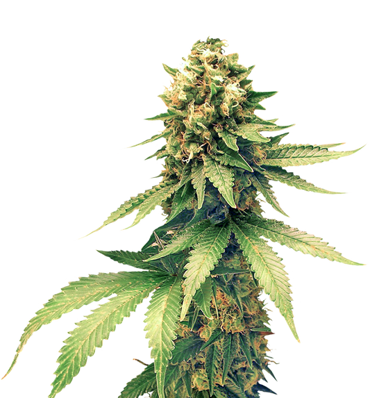 Cannabis clone for sale Minnesota –ZUYAQUI ( DOGWALKER X HORCHATA )