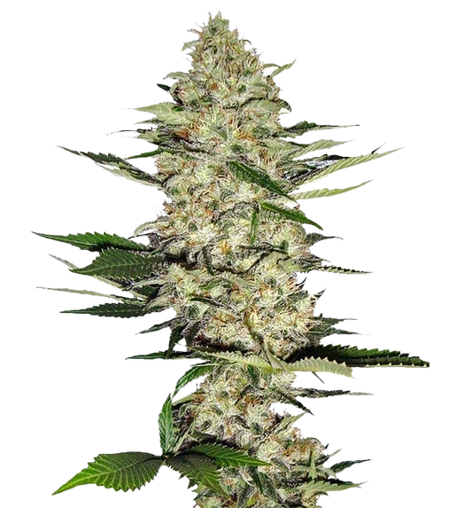 Cannabis clone for sale Minnesota –ZUYAQUI ( DOGWALKER X HORCHATA )