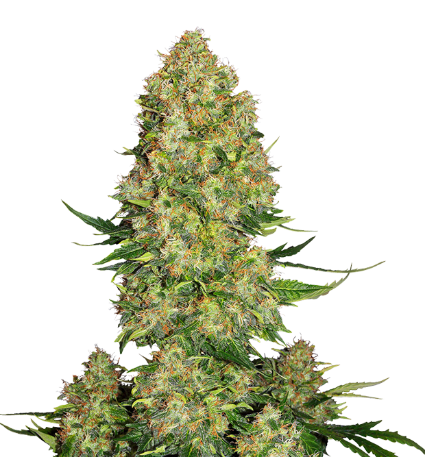 Cannabis clone for sale Minnesota –ZUYAQUI ( DOGWALKER X HORCHATA )