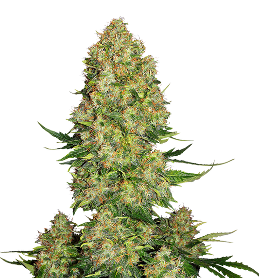 Cannabis clone for sale Minnesota –ZUYAQUI ( DOGWALKER X HORCHATA )