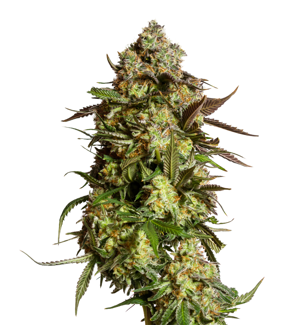 Cannabis clone for sale Minnesota –ZUYAQUI ( DOGWALKER X HORCHATA )