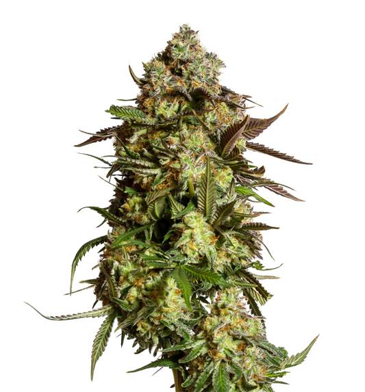Cannabis clone for sale Minnesota –ZUYAQUI ( DOGWALKER X HORCHATA )